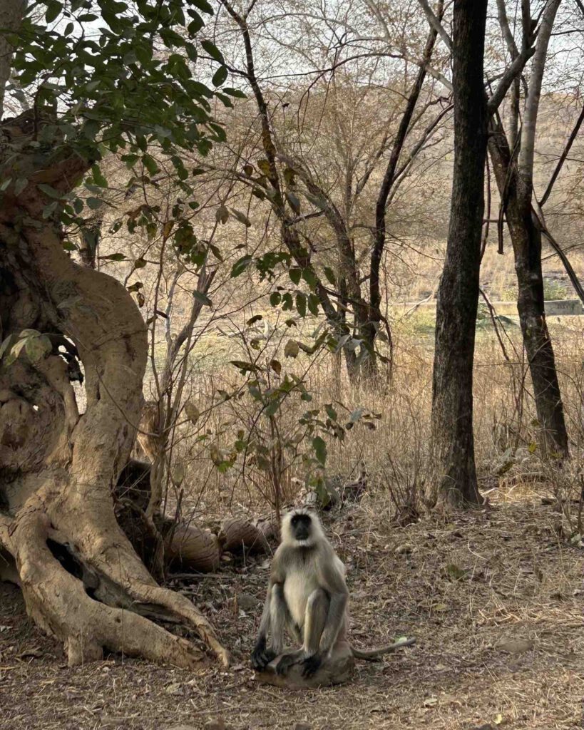 A wild monkey sitting on the ground in the Ranthambore National Park in India