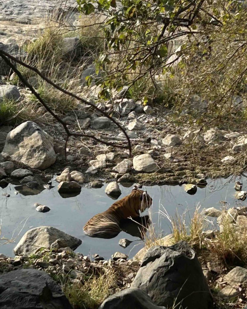 Bengal Tiger bathing in a pond at Ranthambore National Park on the Eternal India Contiki tour